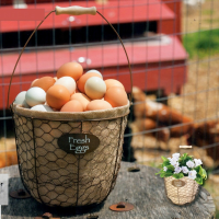 Eieren Mand Fresh Eggs