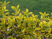 Euonymus Fortunei 'emerald 'n' Gold'