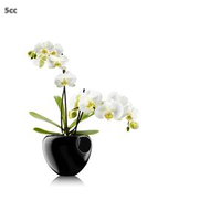 Eva Solo Orchideevaasje Zwart