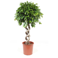 Ficus Foliole125 Cm