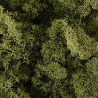 Finland Moss Groen500 Gram