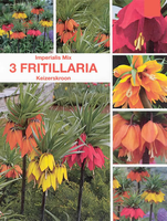 Fritillaria Imperialis (keizerskroon)