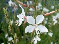 Gaura Lindh. 'whirling
