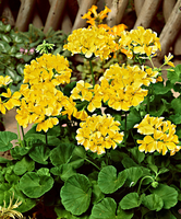 Geranium 'yellow'