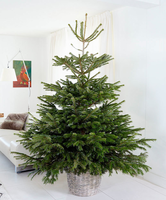 Gezaagde Nordmann 'excellent' Kerstboom In 3 Maten