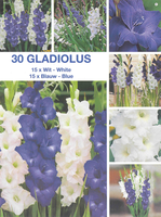 Gladiolen Blauw En Wit Mix