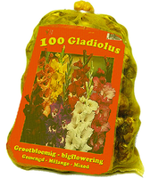 Gladiolen Grootbloemig (voordeelzak)