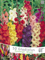 Gladiolen Mix (voordeelpakket)