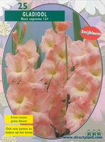 Gladiolen Rose Supreme (gladiolen) Per 25