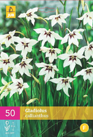 Gladiolus Callianthus Acidanthera