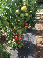 Gronddoek Met Openingen Voor Tomaten 60 Cm X 5 M