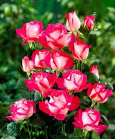 Grootbloemige Roos 'rose Gaujard'®
