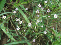 Gypsophila Muralis