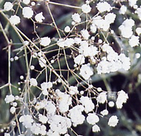 Gypsophila Paniculata 'bristol Fairy'