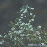 Gypsophila Paniculata (gipskruid, Bruidssluier) P9