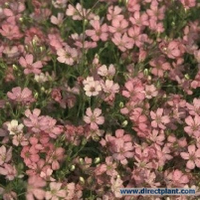 Gypsophila Repens 'rosa Schonheit' (gipskruid) P9