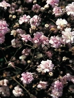 Gypsophila 'rosenschleier'