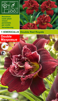 Hemerocallis Dubbel Red Royale