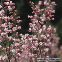 Heucherella Alba 'bridget Bloom' (heucherella) P9