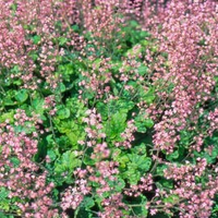 Heucherella Alba 'bridget Bloom'