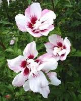 Hibiscus Syriacus 'lady Stanley'