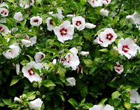 Hibiscus Syriacus 'red Heart'