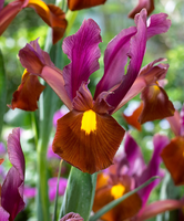 Hollandse Iris 'red Ember'