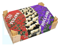 Hollandse Tulpen Box
