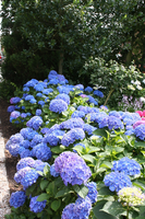 Hortensia (hydrangea) Blauw