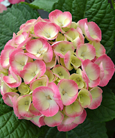 Hortensia Rembrandt® 'dolce Chic'