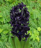 Hyacint Dark Dimension (zwart)