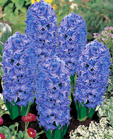 Hyacint Delft Blauw (grootverpakking)