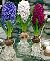 Hyacinten Met Glazen
