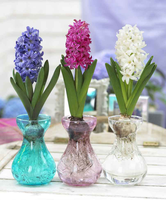 Hyacintglas Met Hyacint Gemengd