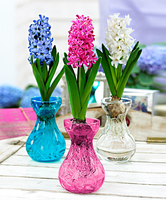 Hyacintglas Met Hyacint Gemengde Kleuren