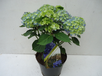 Hydrangea Macrophylla Blauw