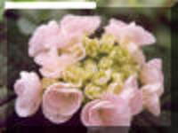 Hydrangea Macrophylla 'hobella'