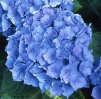 Hydrangea Macrophylla 'renate Steiniger'blau