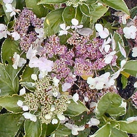 Hydrangea Macrophylla 'tricolor'