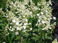 Hydrangea Paniculata 'kyushu'