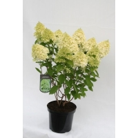 Hydrangea Paniculata 'limelight'