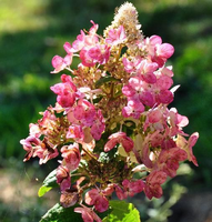 Hydrangea Paniculata 'magical Fire'