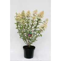 Hydrangea Paniculata 'vanille Fraise'