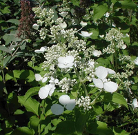 Hydrangea Paniculata 'white Lady'
