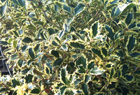 Ilex Aquifolium 'argentea Marginata'
