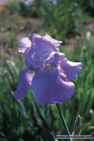 Iris 'germanica Hybrid Harbor Blue' (lis/zwaardlelie/baardiris)