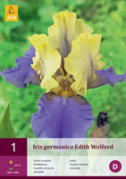 Iris Germanica Edith Wolford