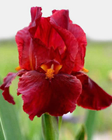 Iris Germanica Red Zinger