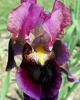 Iris Germanica Sen Lac