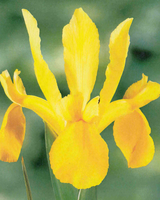 Iris Hollandica Royal Yellow